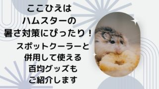 hamster-measures-against-summer